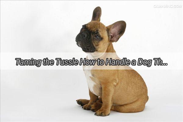 Taming the Tussle How to Handle a Dog That Adores a Good Fight